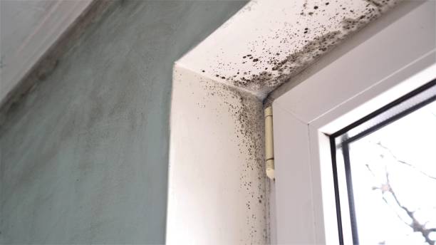 Best Attic Mold Removal  in West Simsbury, CT