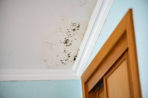 Best Home Mold Removal  in West Simsbury, CT