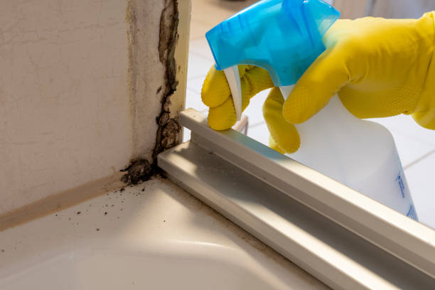 Best Fast Mold Removal  in West Simsbury, CT