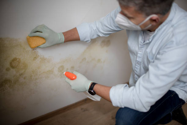 Best Commercial Mold Removal  in West Simsbury, CT