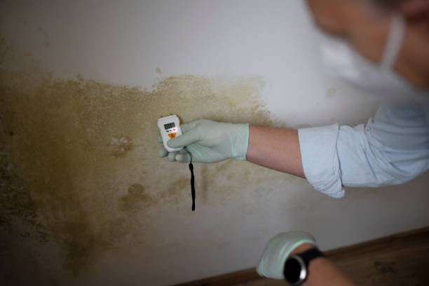 Best Best Mold Removal Companies  in West Simsbury, CT