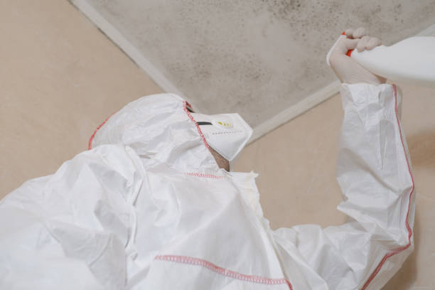 Best Mold Damage Repair  in West Simsbury, CT