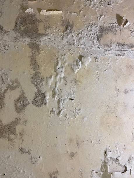 West Simsbury, CT Mold Removal Company