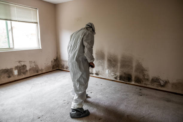 Best Same-Day Mold Removal  in West Simsbury, CT