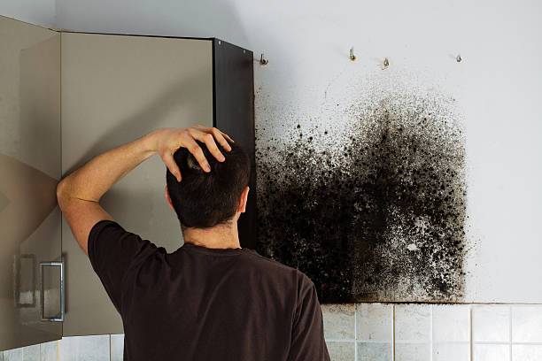 Best Professional Mold Removal  in West Simsbury, CT