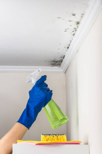 Best Crawl Space Mold Removal  in West Simsbury, CT