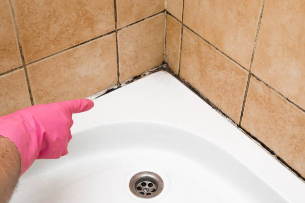 Mold Removal Process in West Simsbury, CT