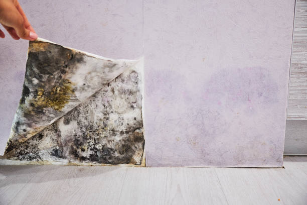 Best Water Damage Restoration  in West Simsbury, CT